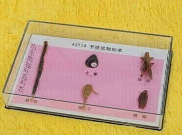 節肢動物標本