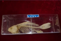 魚(yú)骨骼標(biāo)本